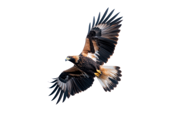Soaring Eagle in Flight: A majestic eagle in full flight, captured mid-air, its wings fully extended against a clear sky, embodying freedom and power.