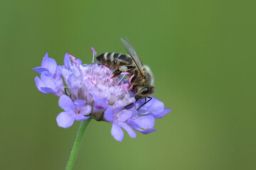 Bee on flower, close up of insect pollination