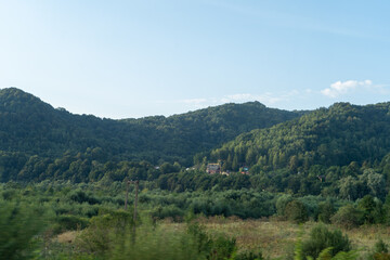 Green forest trees. Nature background.