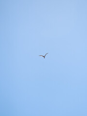 A seagull in flight. 