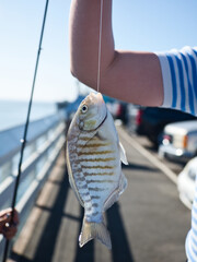 Barred surfperch caught off the Santa Cruz boardwalk. 