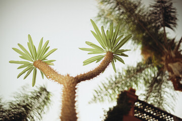 Heranwachsende Palme