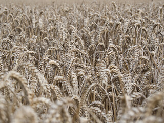 A field of wheat ready for harvest. 