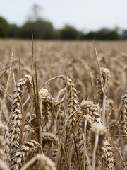 A field of wheat ready for harvest. 