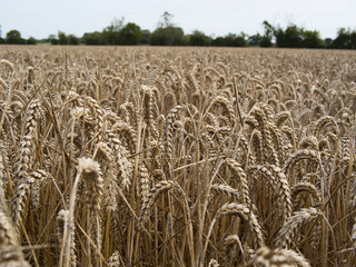 A field of wheat ready for harvest. 