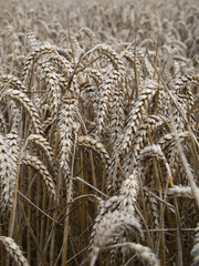 A field of wheat ready for harvest. 