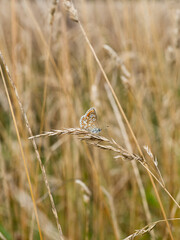 Aricia agestis butterfly on a wheat stalk. 