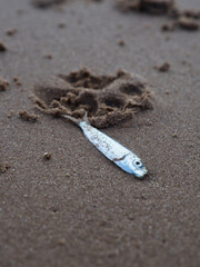 Sardine on a sandy beach. 