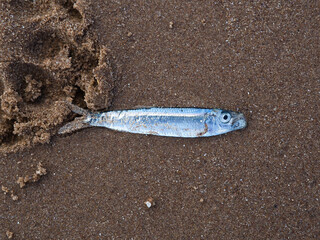 Sardine on a sandy beach. 
