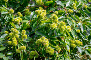 Wild young chestnuts with green leaves on the tree in the forest, The chestnuts are a group of eight or nine species of deciduous trees and shrubs in the genus Castanea in the beech family Fagaceae.