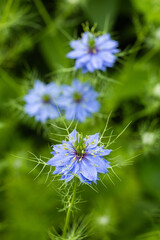 Beautiful nigella flowers blooming in the garden.