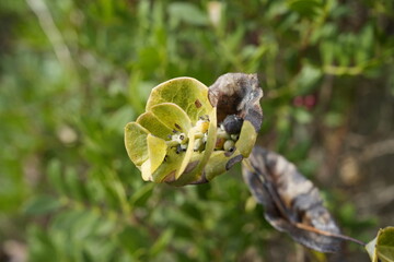 PICCOLO ARBUSTO CON BACCHE