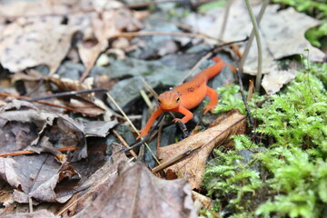Obraz premium Adorable Orange Newt Amongst the Leaves