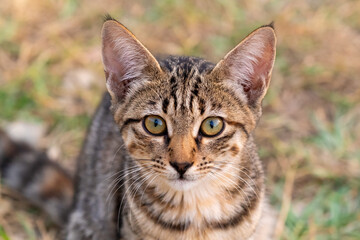 Portrait of a charming tabby kitten