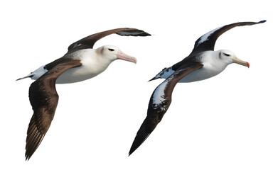 Obraz premium Majestic albatrosses soaring gracefully through the sky, their wings outstretched in effortless flight.