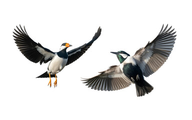 Obraz premium Two vibrant birds captured mid-flight, showcasing their magnificent wingspans against a clean white background.