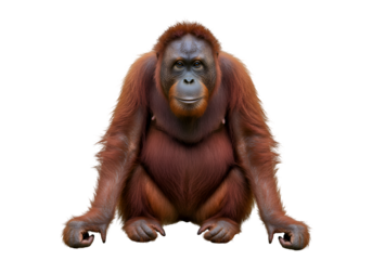 Bornean Orangutan: Majestic Primate Portrait on white background