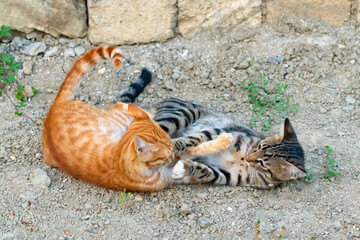 Two kittens playing in the garden