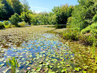 Walney Pond, Chantilly, Fairfax County, Virginia, USA