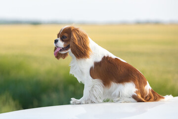 Cavalier King Charles Spaniel walking on green grass