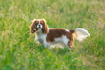 Cavalier King Charles Spaniel walking on green grass