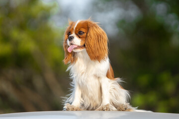 Cavalier King Charles Spaniel walking on green grass