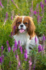 Cavalier King Charles Spaniel walking on green grass