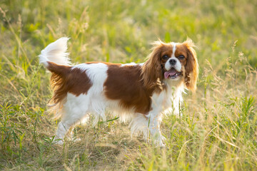 Cavalier King Charles Spaniel walking on green grass