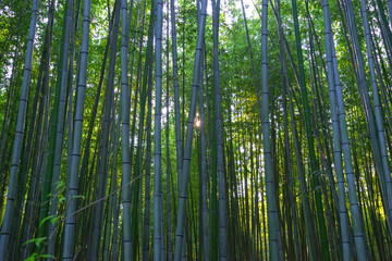 Fototapeta premium 京都嵐山 竹林の小径の自然美