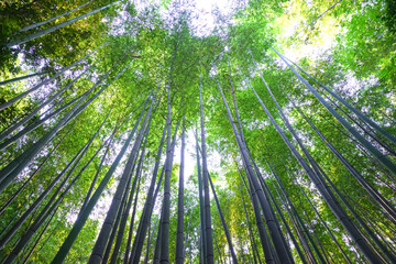 京都嵐山 竹林の小径の自然美