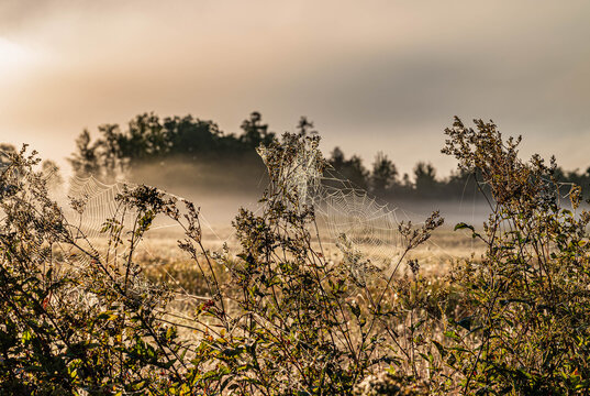 Spinnennetz mit Tautropfen im Feld