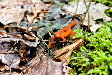 Adorable Orange Newt Amongst the Leaves