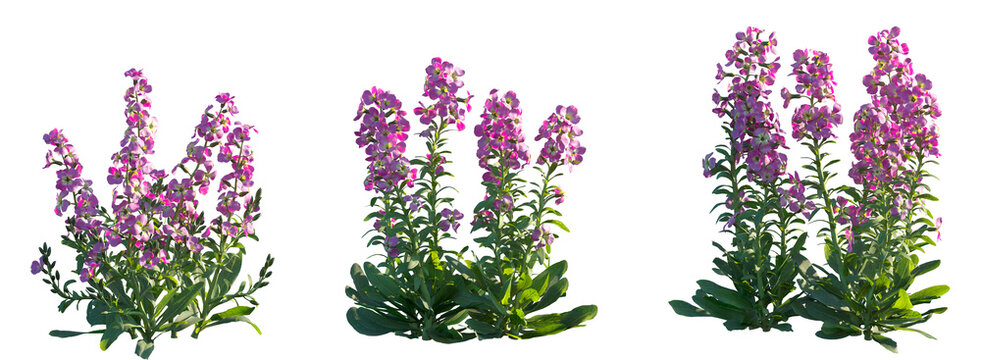 Set of Matthiola incana (Brompton stock, common stock, hoary stock, ten-week stock, and gilly-flower) isolated png on a transparent background perfectly cutout high resolution