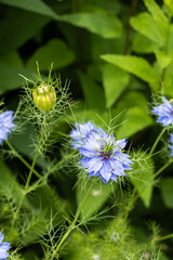 Beautiful blue nigella flowers and seeds blooming in the garden.　