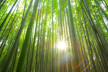 京都嵐山 竹林の小径の自然美