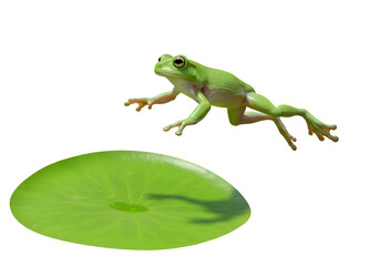 Leaping Green Frog: Nature's Amazing Jump on white background