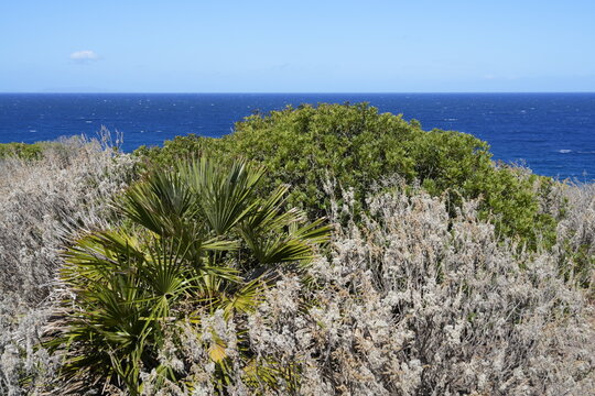MACCHIA MEDITERRANEA