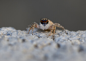 Macro Shot of Jumping Spider on Stone Surface