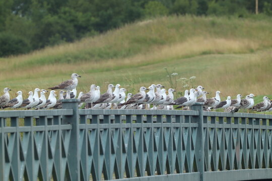 flock of seagulls - Powered by Adobe