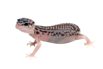 Leaopard gecko closeup isolated on isolated background, Baby gecko closeup on isolated background, animal closeup