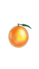 orange fruit on white background.