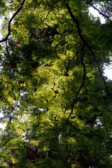 鎌倉25827　妙本寺1　緑もみじ