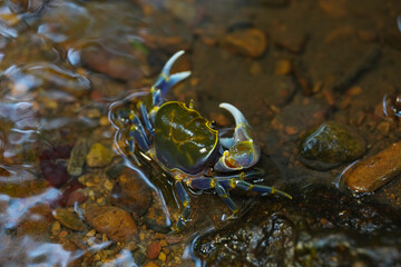 Moung mai tong crab , Purple-gold silk crab in the water
