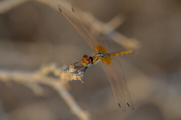 Macro Dragonfly on a Flower in Cyprus