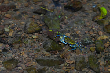 Moung mai tong crab , Purple-gold silk crab in the water