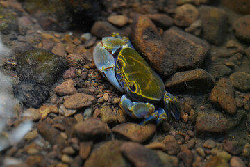 Moung mai tong crab , Purple-gold silk crab in the water