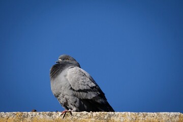 Fototapeta premium Gray pigeon against the blue sky