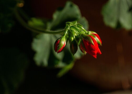 Red flower button highlighted