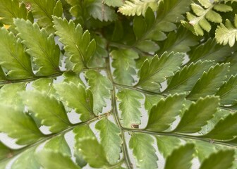 green leaves background