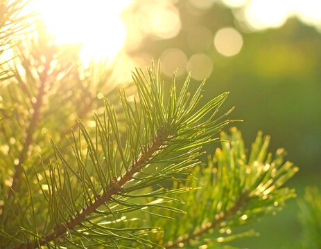 Close-up of pine needles bathed in golden sunlight